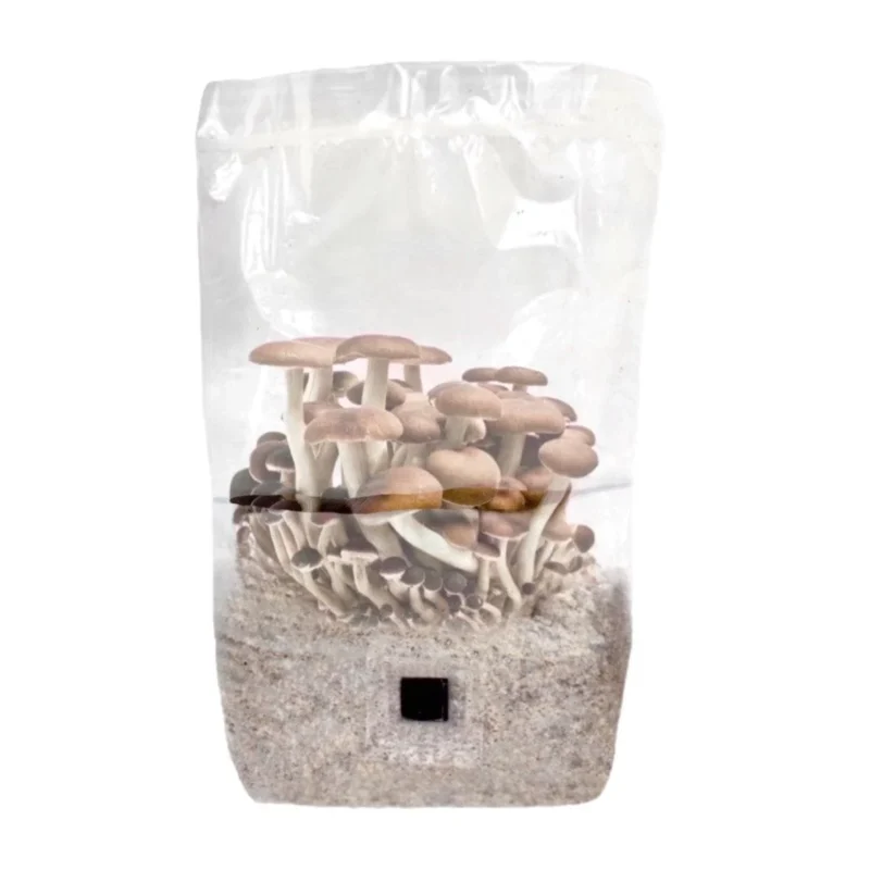 Magic Mushroom Grow Bags